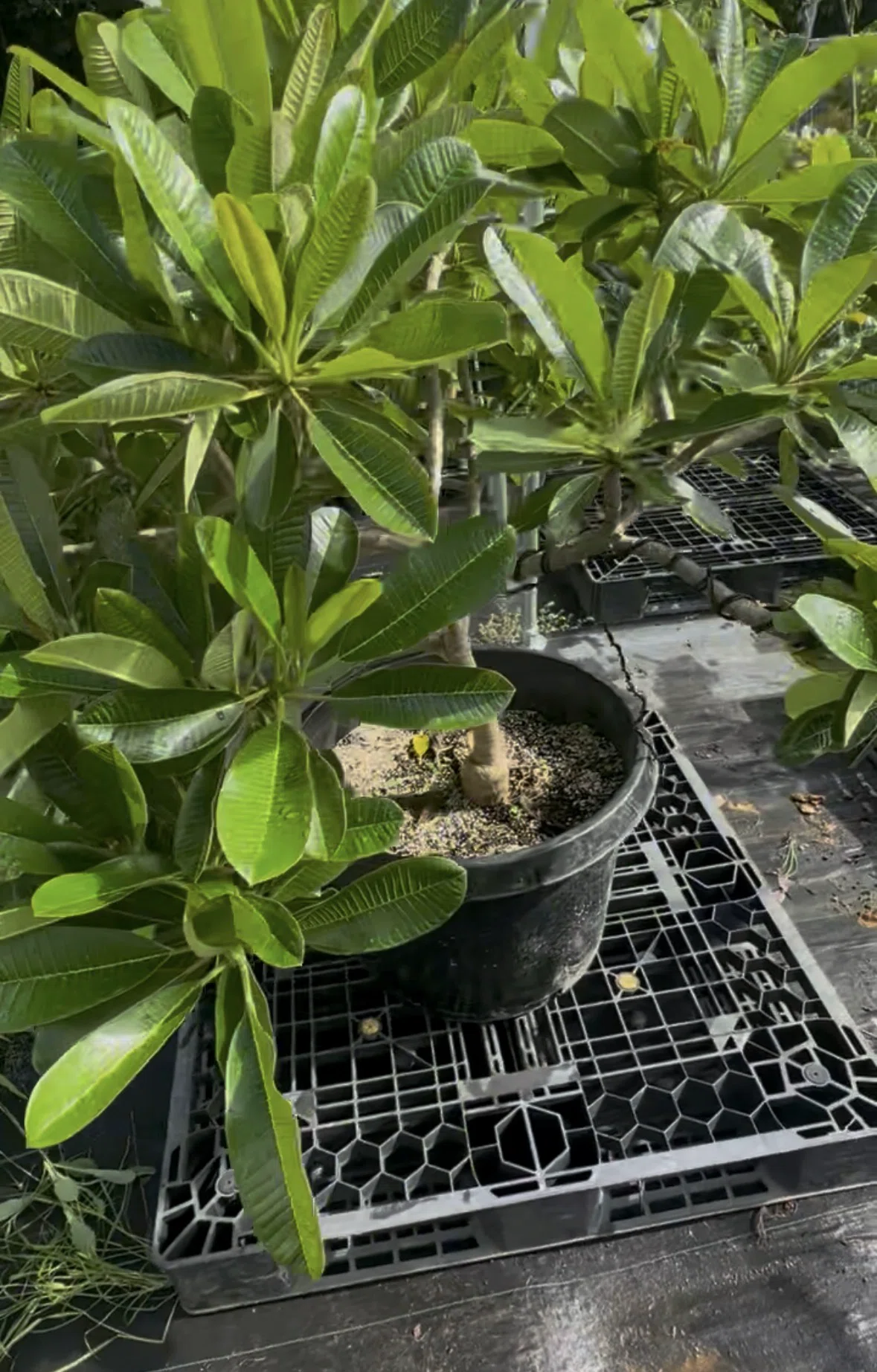 シンメトリカ 扁平 横約8センチ雄雌不明株 最高のDwarf Singapore Pinkを育てる｜nahai