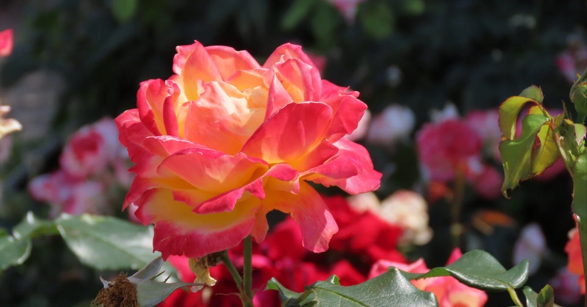 トロピカルオレンジの薔薇、ヴェルニー公園｜nyannko