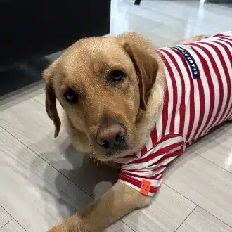 盲導犬投資家の急がずゆっくりタワマン生活