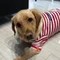 盲導犬投資家の急がずゆっくりタワマン生活