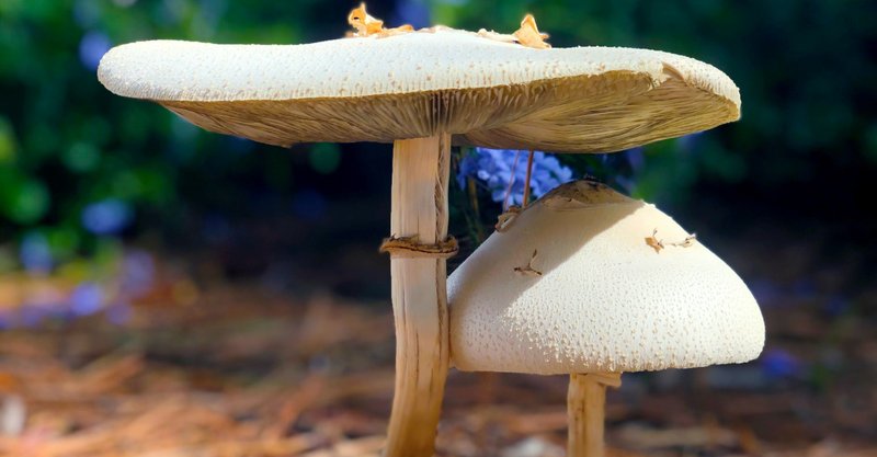 英語もダジャレがあったfun Guy Fungi 3 106分オンライン英会話 Ichi Note 英語もダジャレがあったfun Guy Fungi 3 106分オンライン英会話 Ichi Note