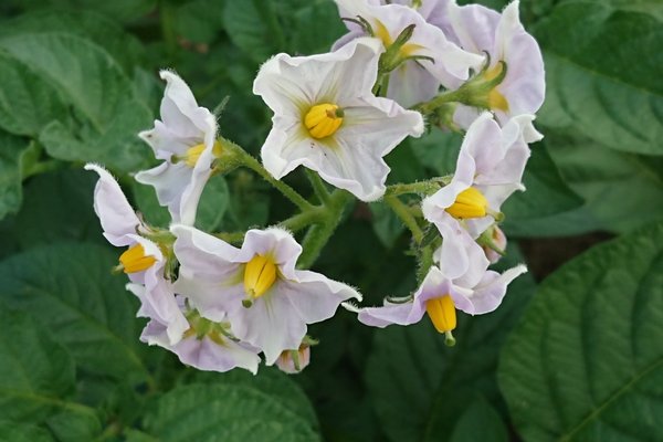 じゃがいもの花 の新着タグ記事一覧 Note つくる つながる とどける じゃがいもの花 の新着タグ記事一覧 Note つくる つながる とどける