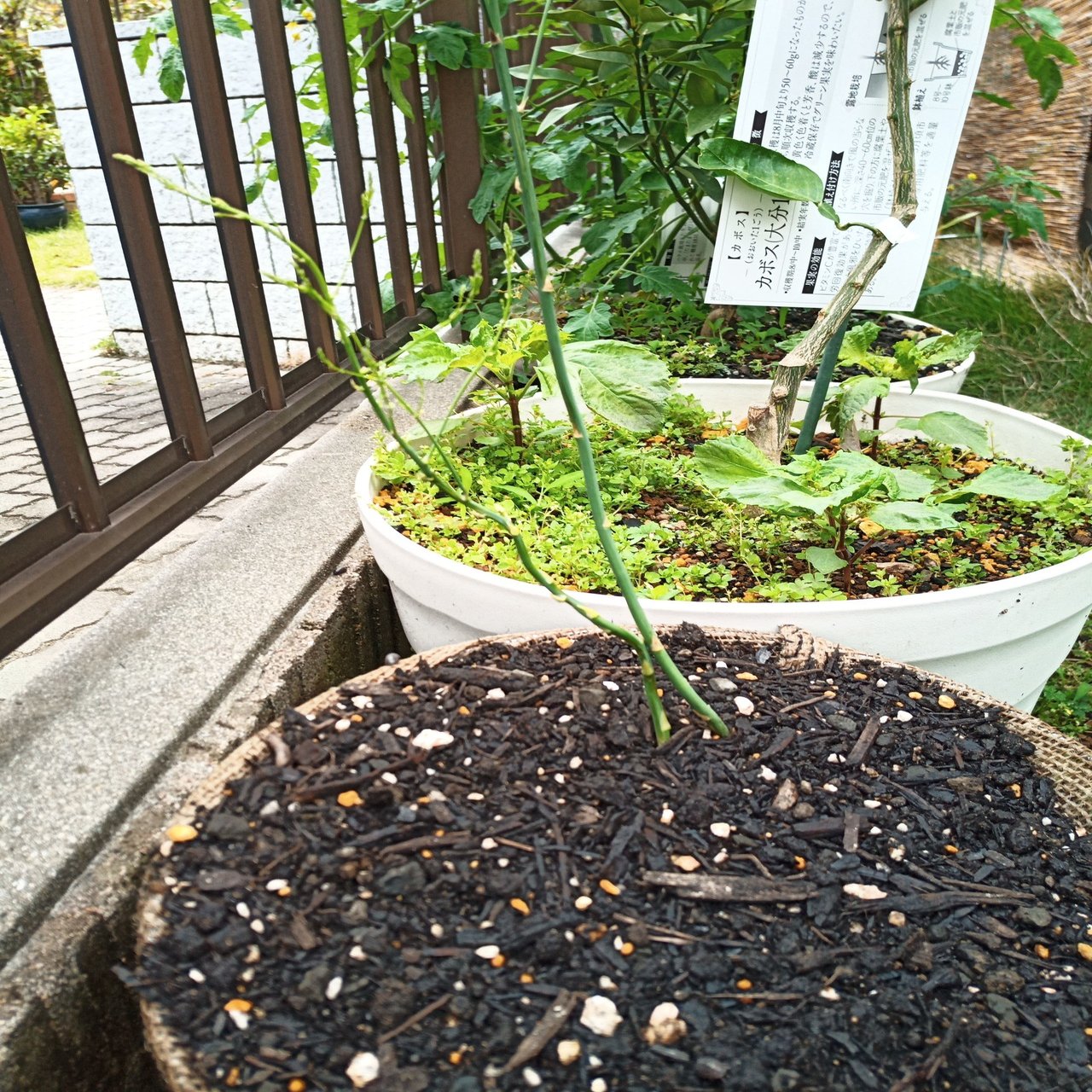 麻袋植木鉢のアスパラガスの成長 諸行 Note