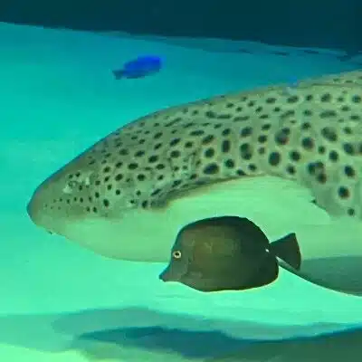 なぬきゃざめ