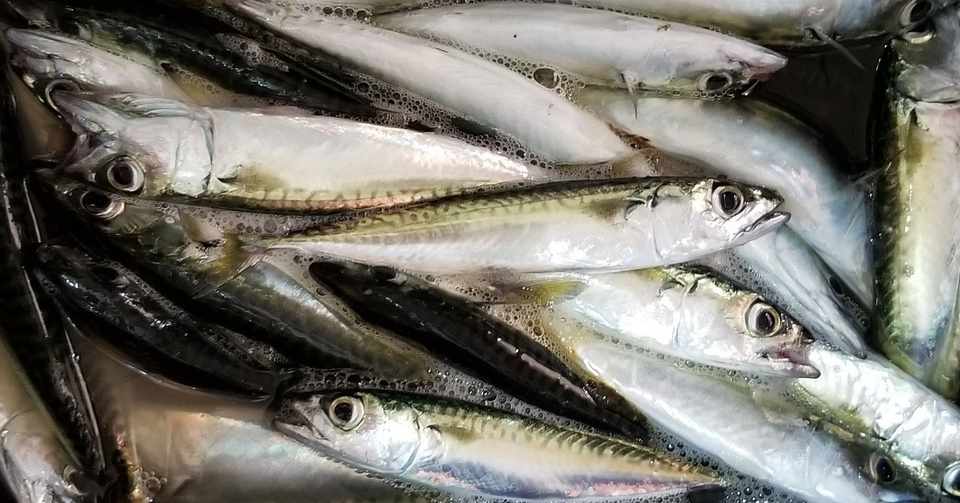 親子釣り １３６匹 の小鯖を釣る Amパパ 父親業 兼業公務員 Note