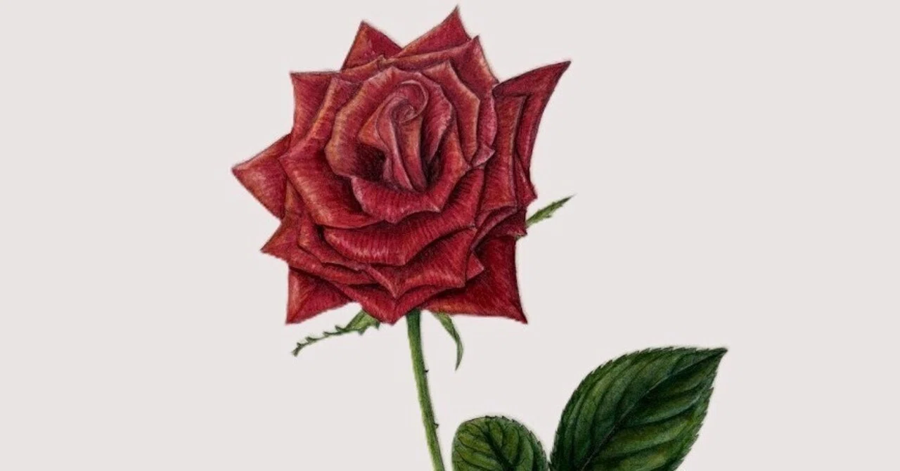 植物画・ボタニカルアート】薔薇はやっぱり美しい④深紅のバラに込める 植物画・ボタニカルアート】薔薇はやっぱり美しい④深紅のバラに込める