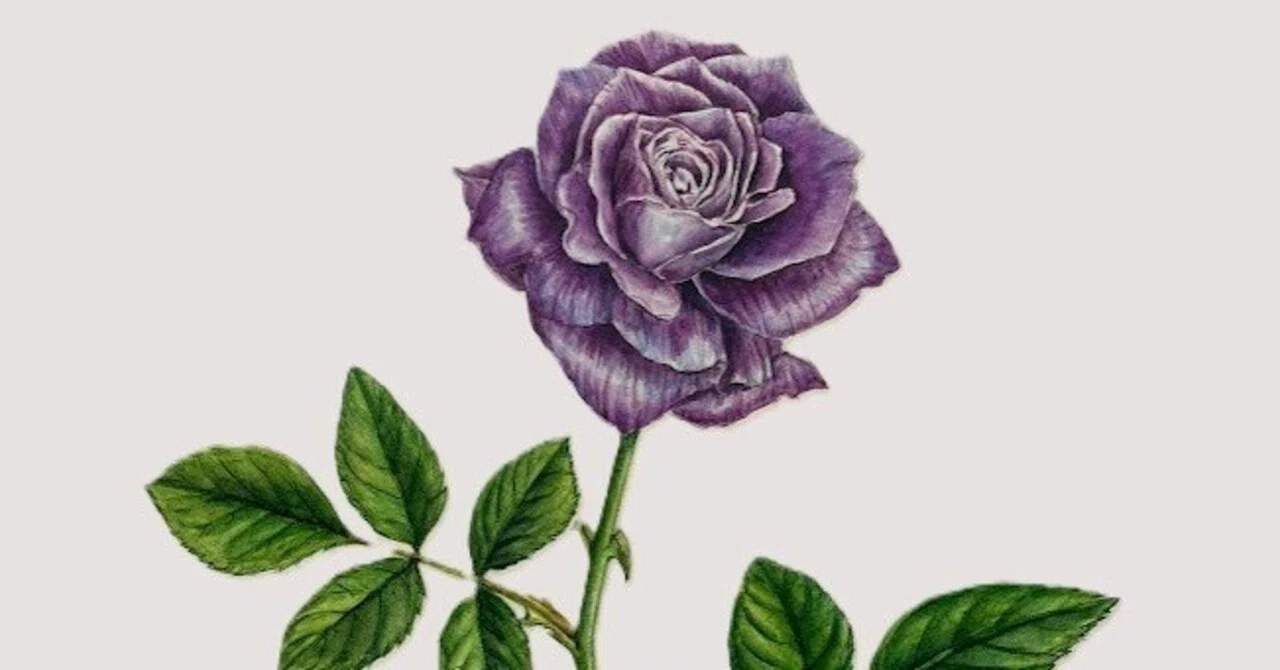 植物画・ボタニカルアート】薔薇はやっぱり美しい⑤気品ある紫のバラ