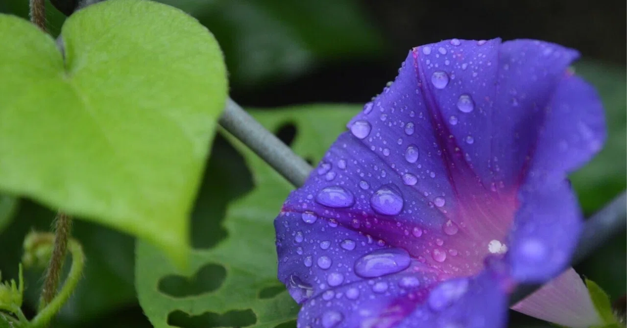 “Self-Play-by-Play” Builds Resilience—The Magic of “Metacognition” to ...