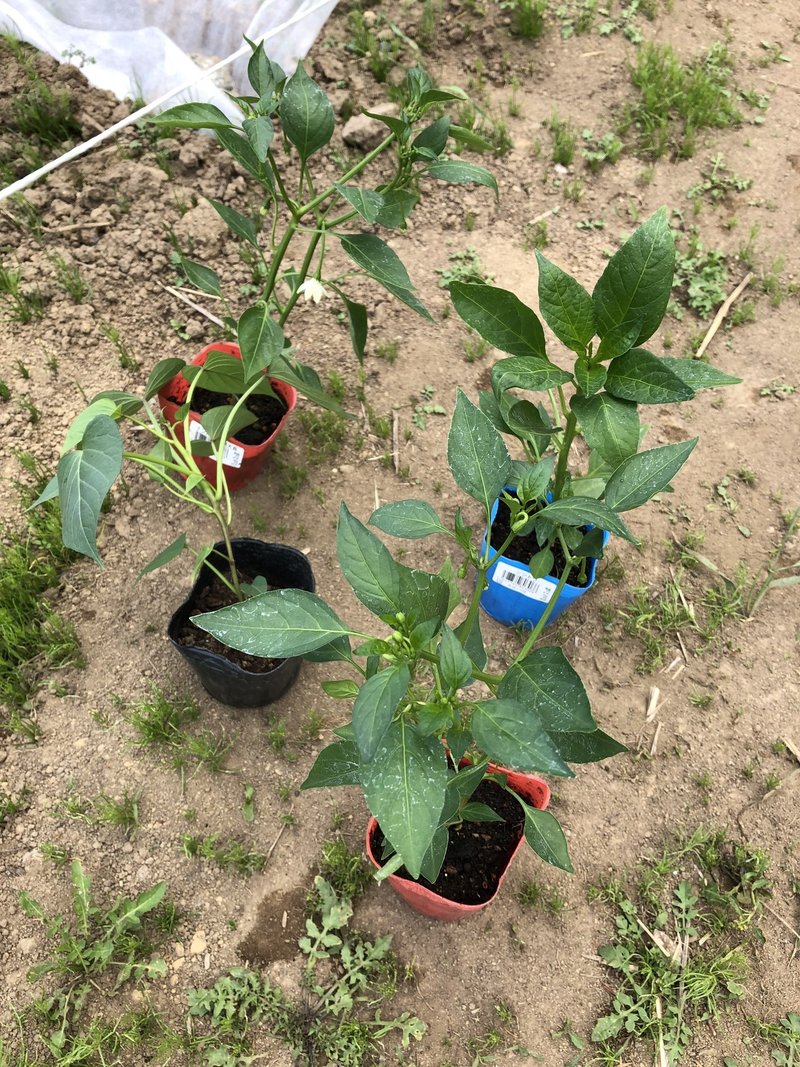 家庭菜園記録 6 3 トウガラシ サツマイモの苗植え カボチャ オクラ等固定種の種まき 永井冬星 Note