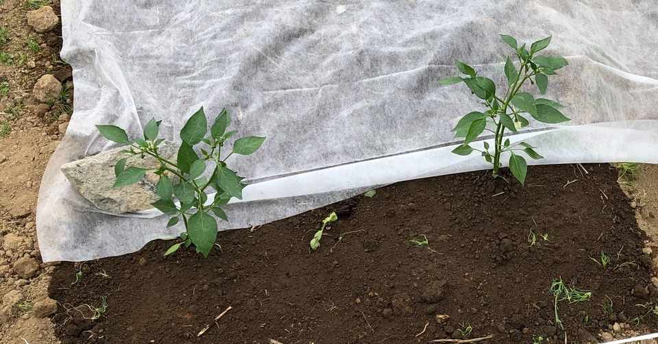 家庭菜園記録 6 3 トウガラシ サツマイモの苗植え カボチャ オクラ等固定種の種まき 永井冬星 Note