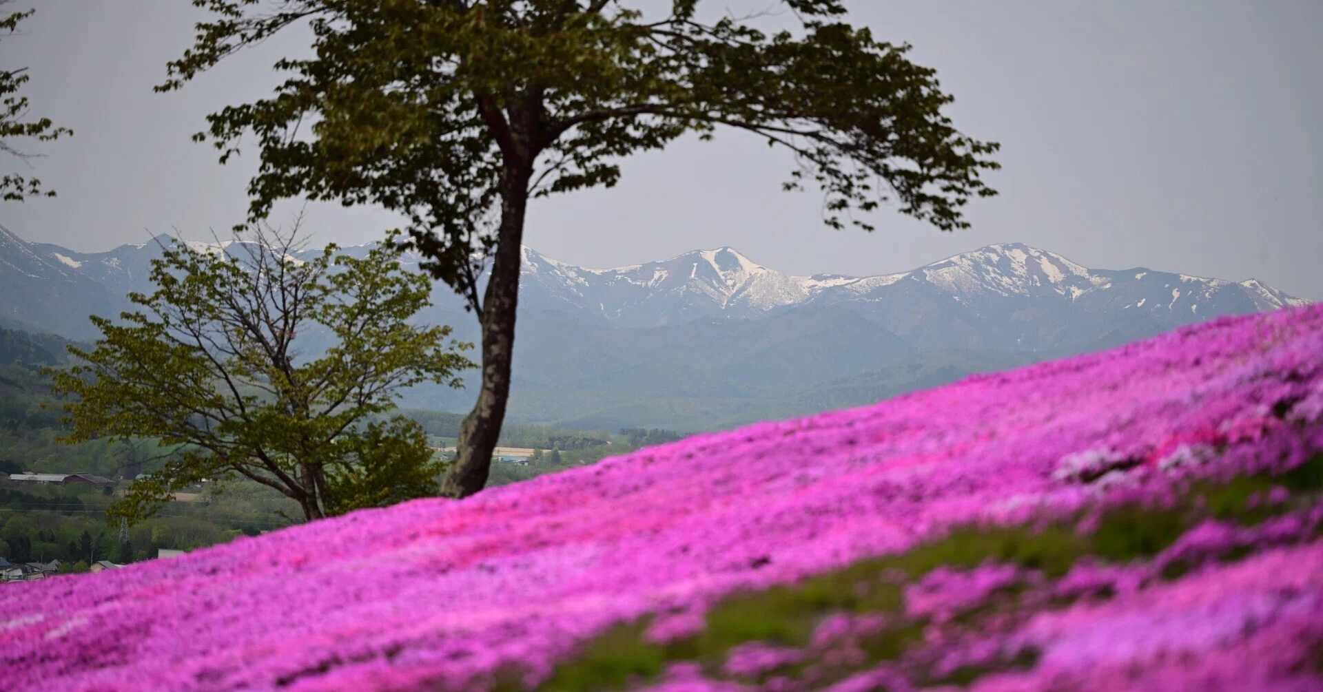 Z5II（と Z MC 105mm f/2.8 VR S）で春の花を撮る＃10（滝上町の芝