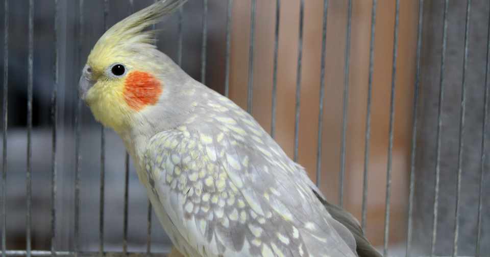 我が家の鳥と 病気のこと 珠代ひがら Note