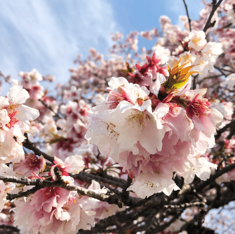 写真を撮るときに気をつけているポイントその1。花バージョンです。島田の早咲き桜、「帯桜」。
桜は遠くから撮るのも良いですが、近くから撮るとより存在感が増します。また、色のコントラストを楽しむには、空を入れたり、色の違うものを入れるのもオススメです。
また花が下向きだったり、上向きだったりもするので、いろんなアングルで撮るのも楽しいですね。