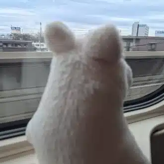 ななゆ