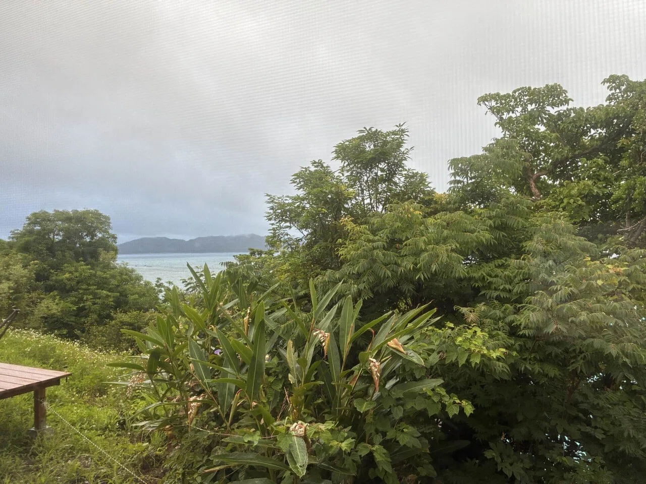 4泊5日2度目の奄美大島ワーケーション(?)day5奄美大島→羽田2026.5.19