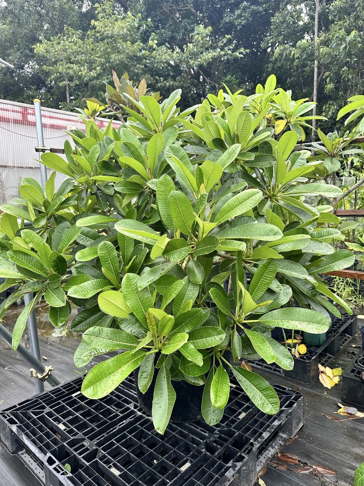 最高のDwarf Singapore Pinkを育てる｜nahai