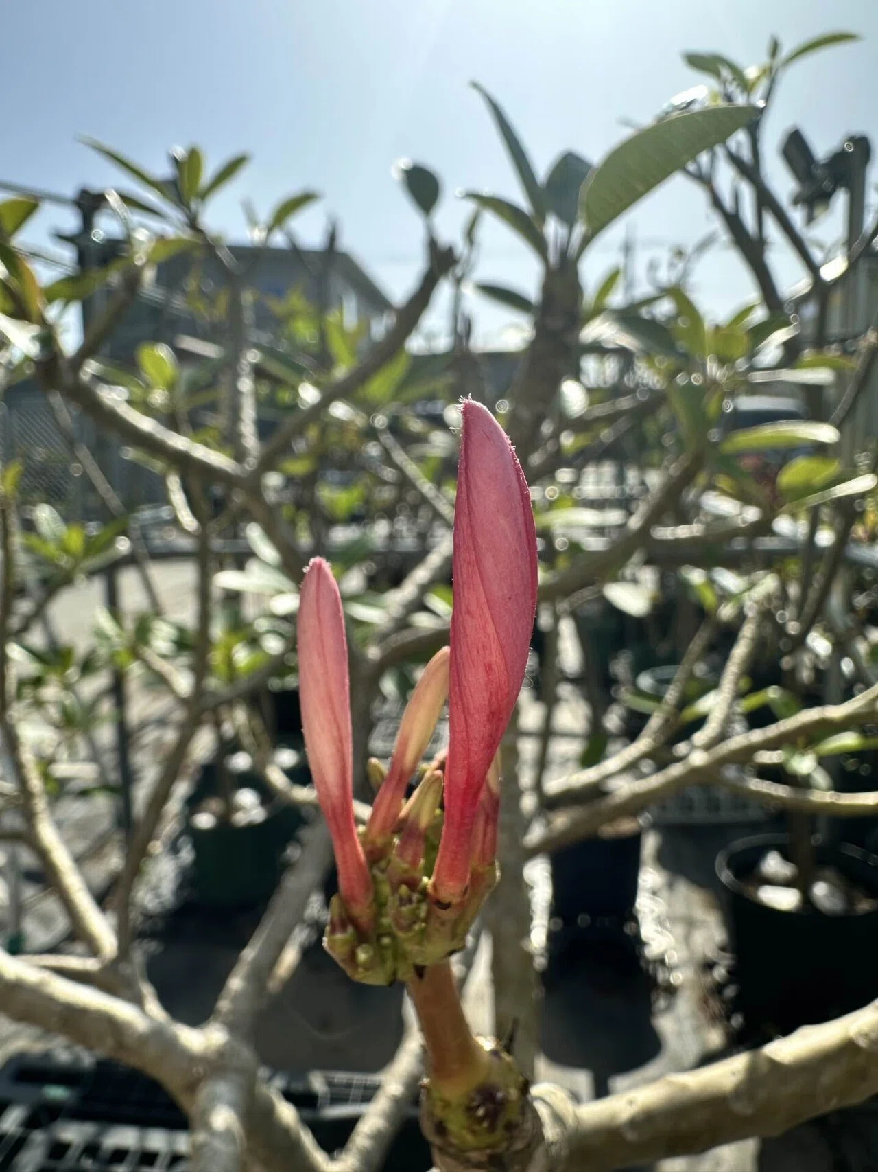 最高のDwarf Singapore Pinkを育てる｜nahai