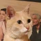 ちきらと
