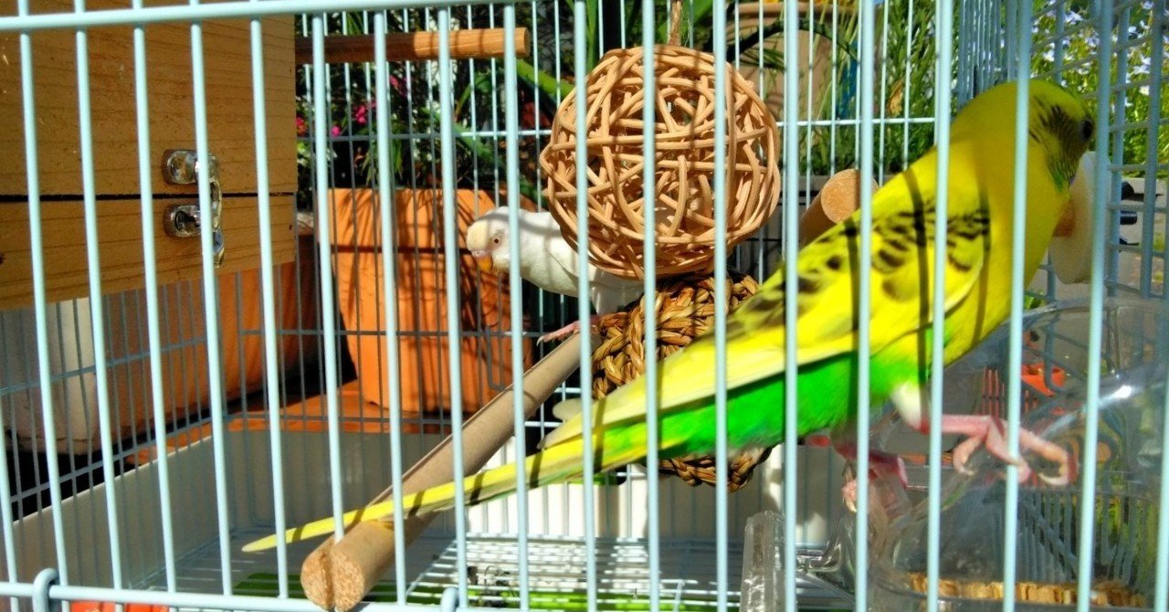 日光浴 インコとモルモットたち Hanaco S Botanical Garden Note