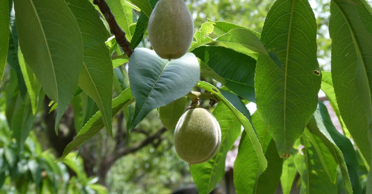 Peach Growth Report #May 2026｜クニミノマド オーナー制度