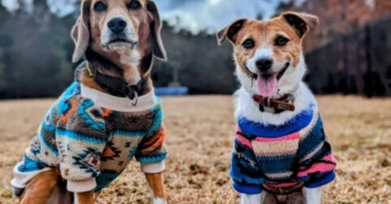 Is That Pet Clothing Really Safe? Why Detergent 'Fragrance' Can Be