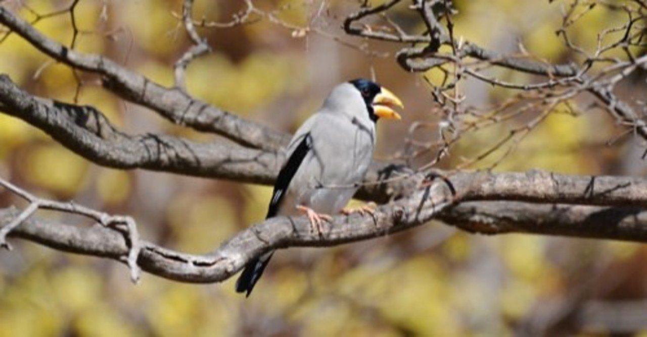 第1071回 身近な鳥を知る(その他の鳥)|翆野 大地 第1071回 身近な鳥を知る(その他の鳥)|翆野 大地
