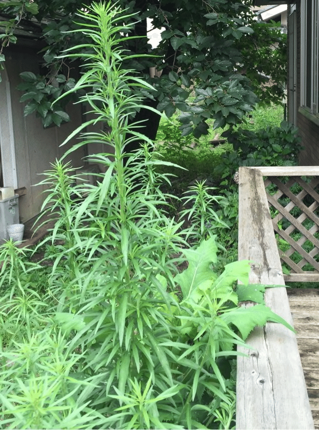 雑草の名前が言えなくなった サミー パパ3年生 Note