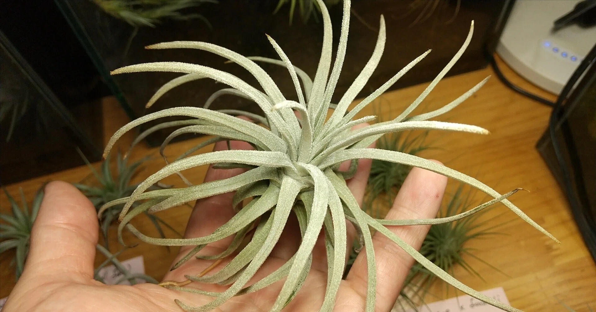 チランジア入荷リスト5/11｜NatureGarden🌿神田