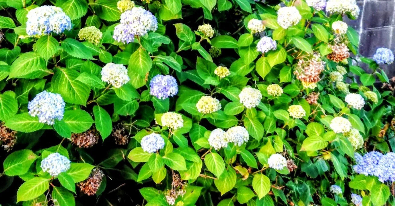 奈良市のこと #208 紫陽花の花｜rockn #nara_runner
