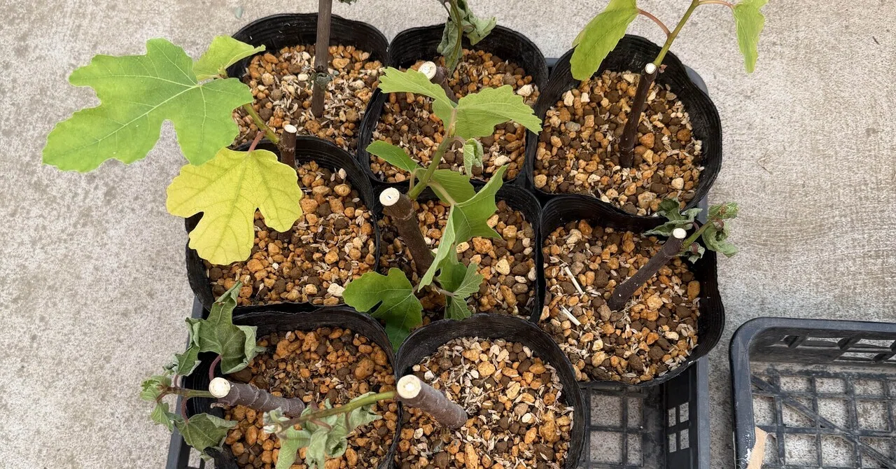 いちじくの挿し木植え替えでやらかした｜Hirokazu Nishi