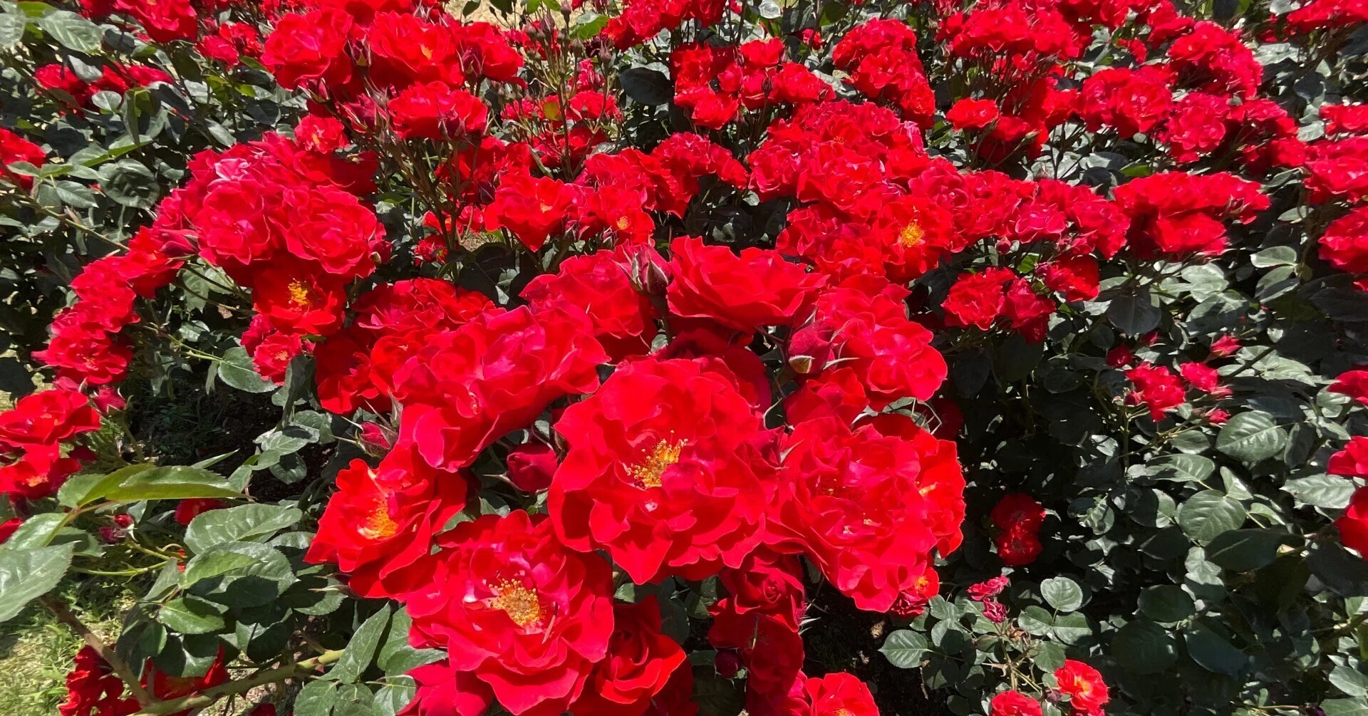 コンチェルティーノ（京都府立植物園）：2026年5月19日（火）｜藤井