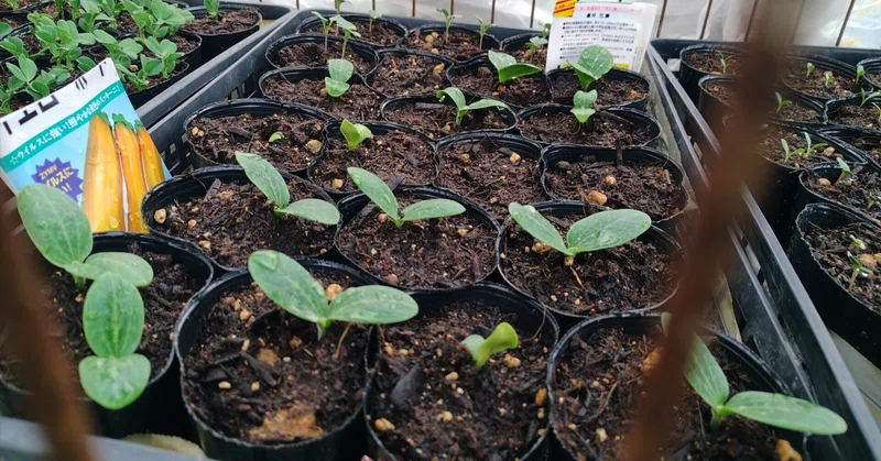 定植はじめ