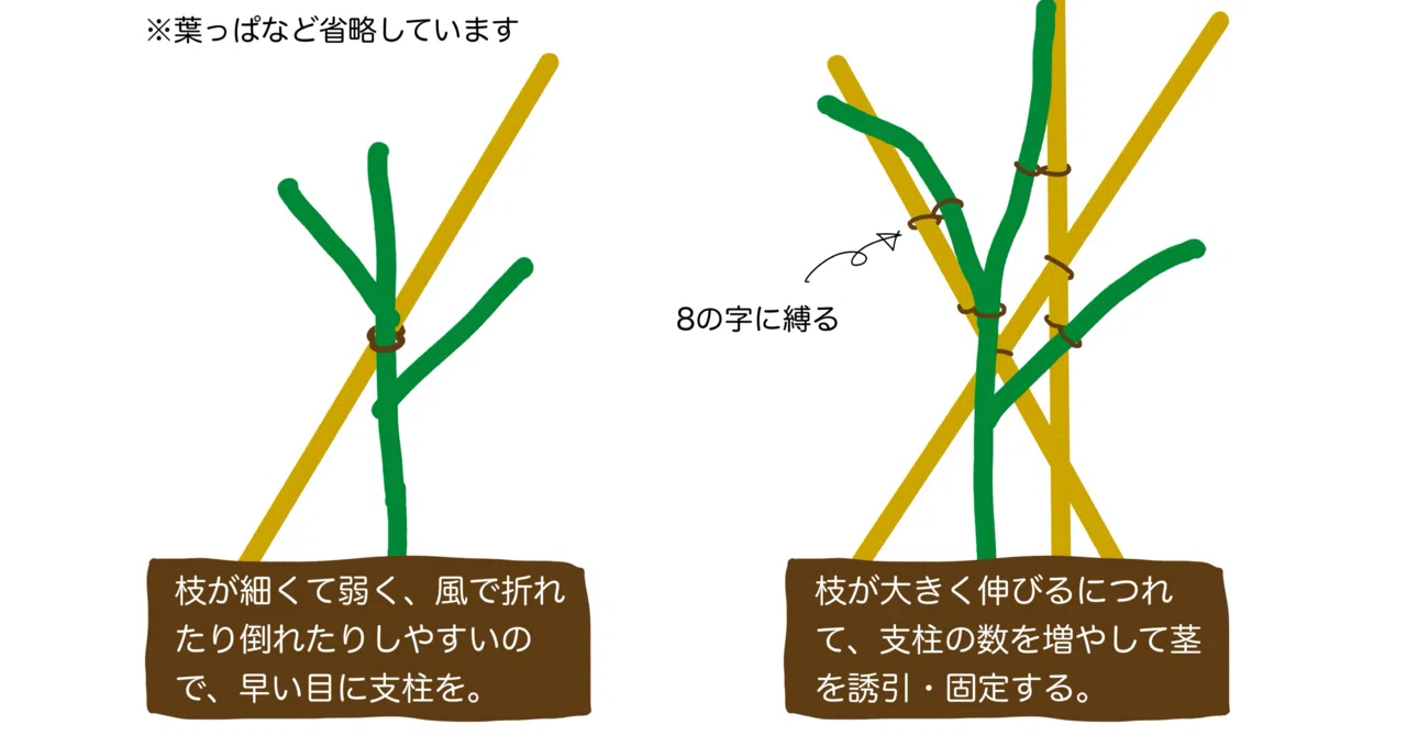 ピーマンの支柱立てと誘引。——枝が折れる前に、早めに準備する。|自然農法-ひと
