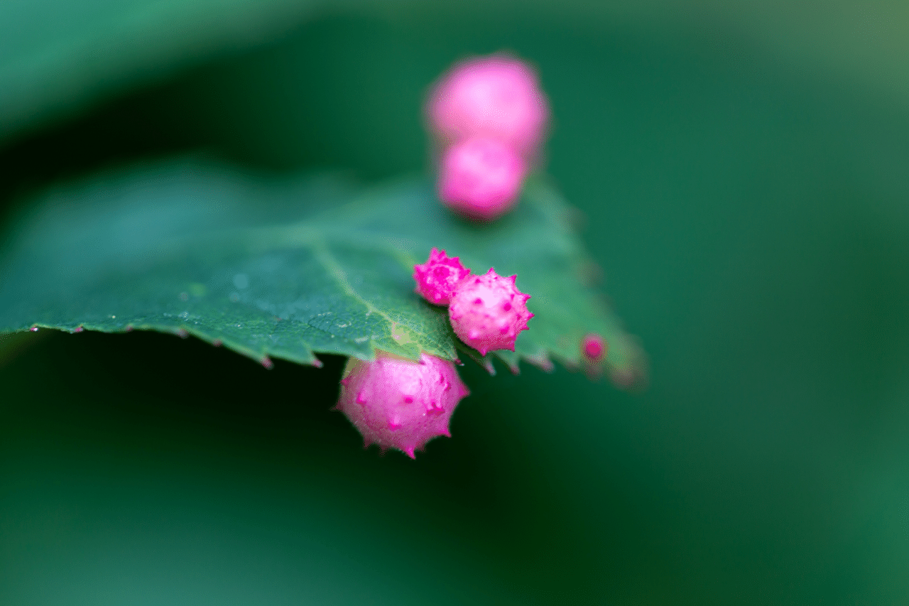 葉の上に粒 くろねこ Note