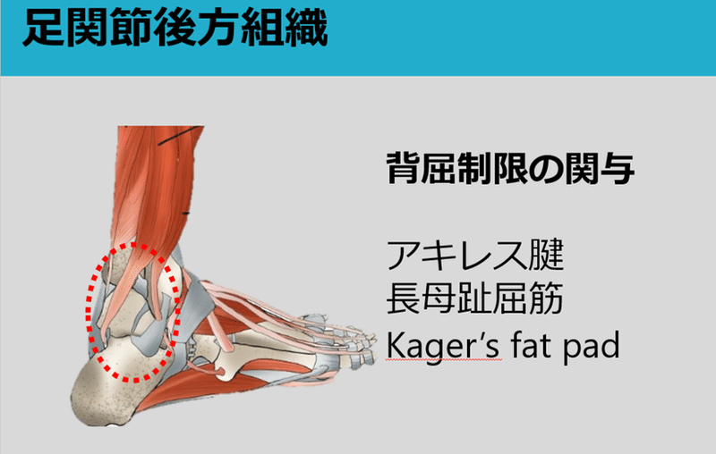 足関節背屈制限 前方組織に着目して Y K Note