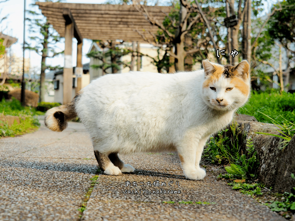 LivHeart 抱き枕 ぬいぐるみ 抱きまくら 猫 ねこ ふわふわ ねこ
