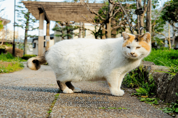 みけねこ」の人気タグ記事一覧｜note ――つくる、つながる、と