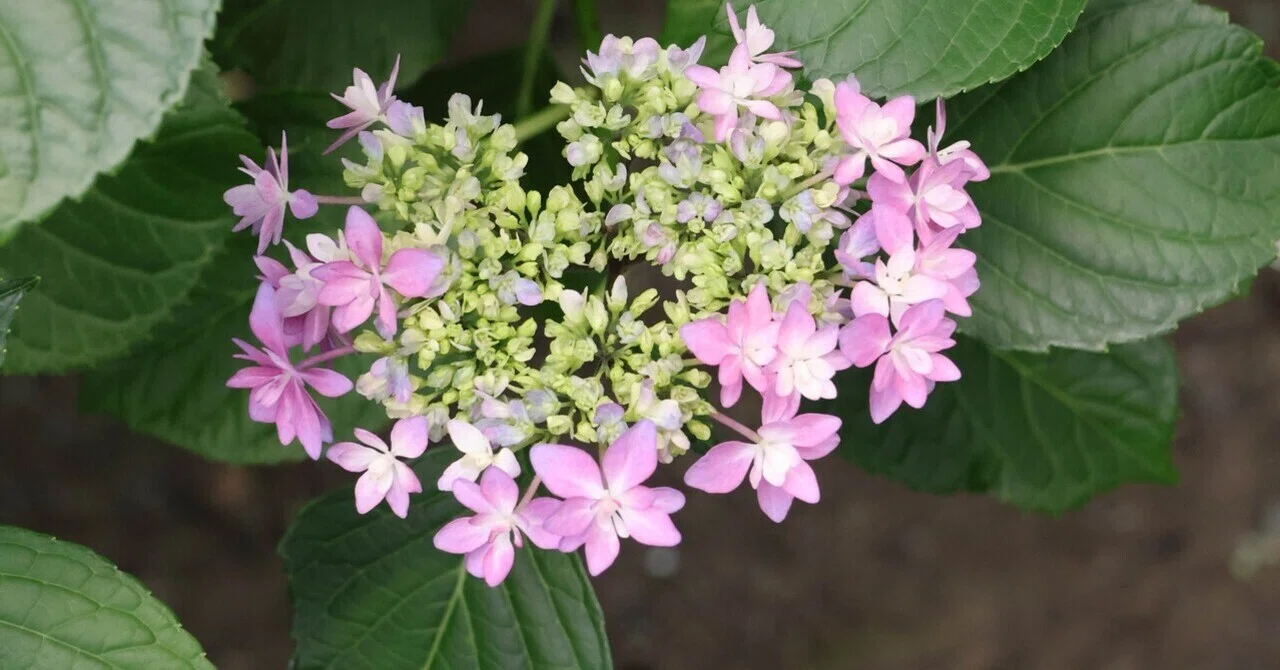 今年初めて見つけた、咲いている紫陽花｜kaori |