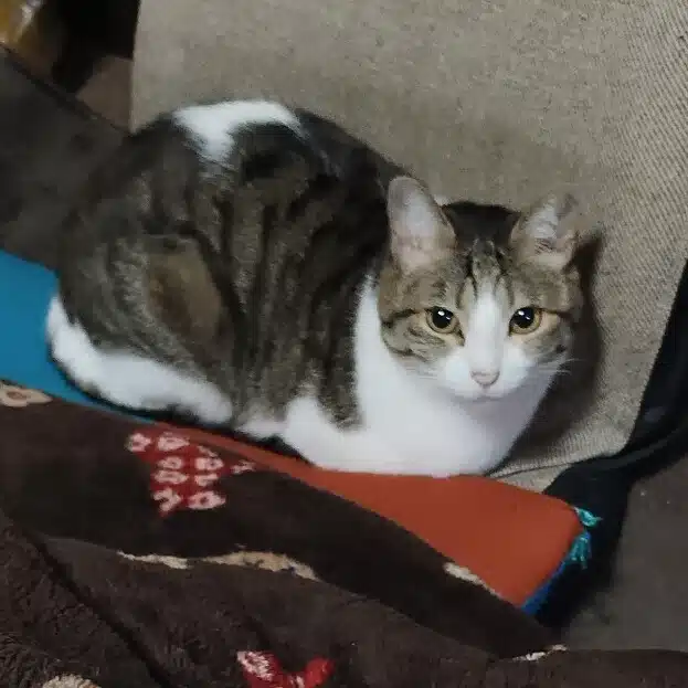 わらぶき しげみ