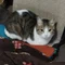 わらぶき しげみ