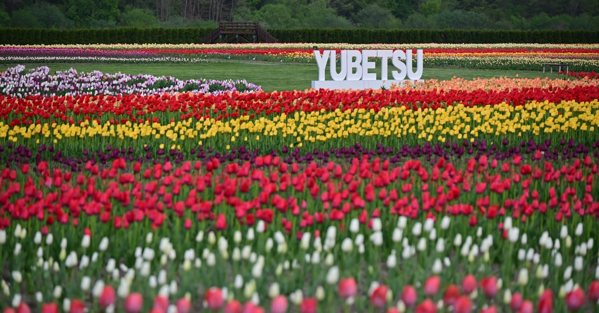 Z5II（と Z MC 105mm f/2.8 VR S）で春の花を撮る＃11（上湧別の