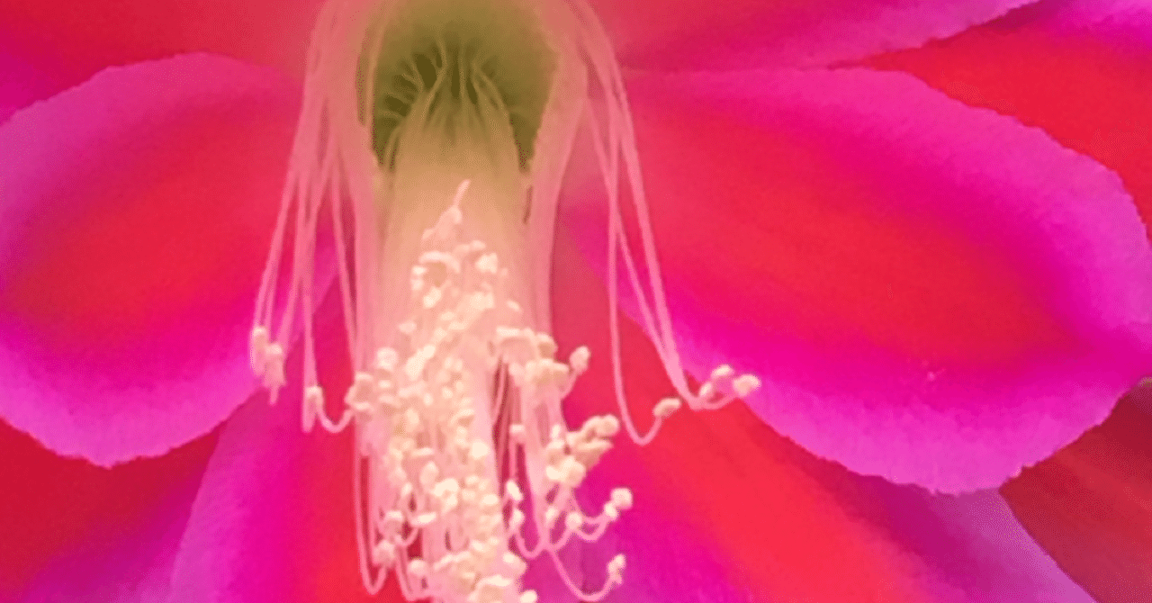 月花美人開花 No59 Bondiabondia Note