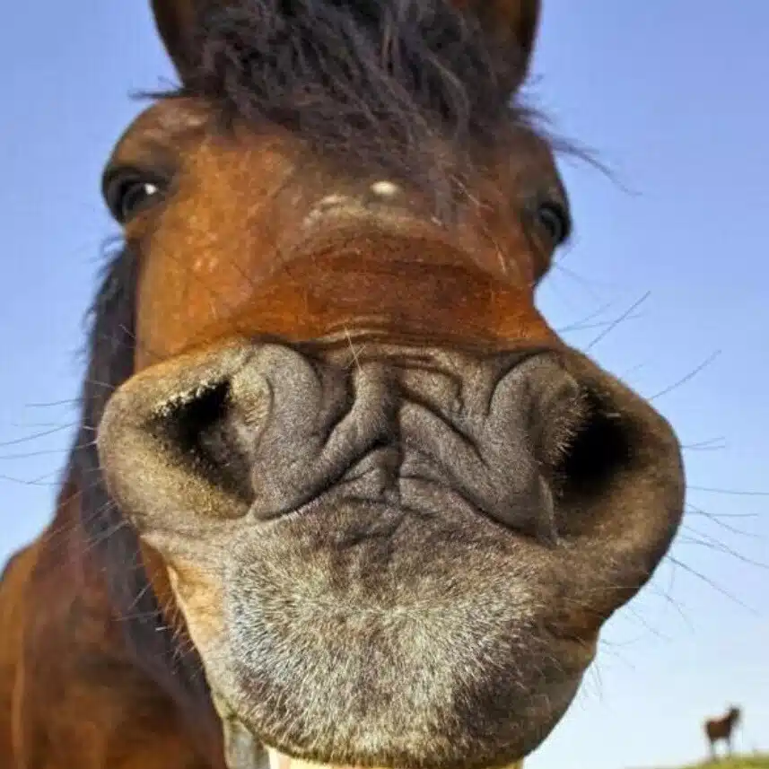 万年競馬三昧