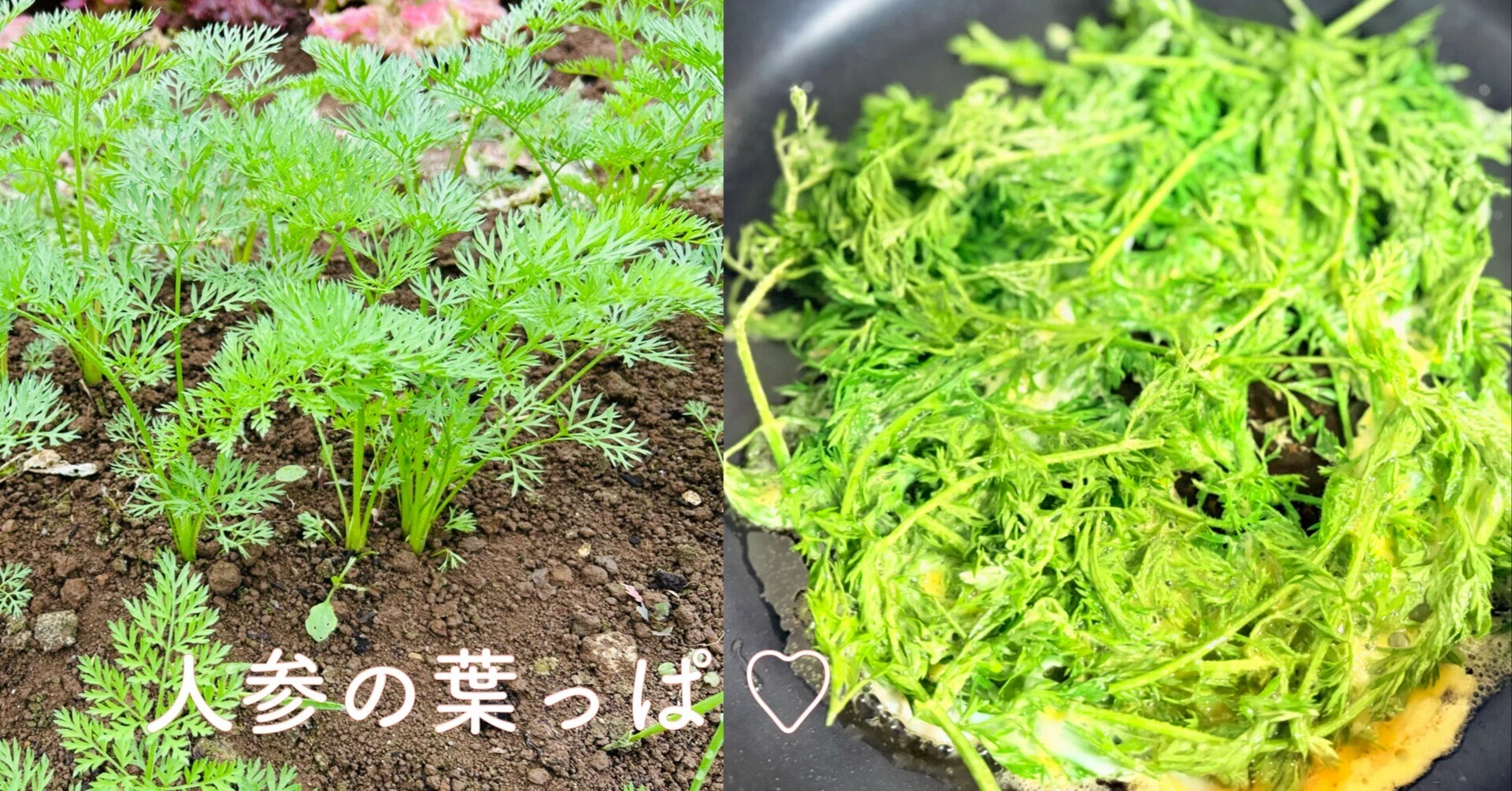 人参の葉っぱのジョン】おいしくて、栄養が詰まっているのに捨てていた