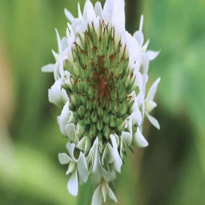 シロ ツメクサ （白 詰草） の 頭状 花序 に 咲き 始めた 白い 〈蝶形