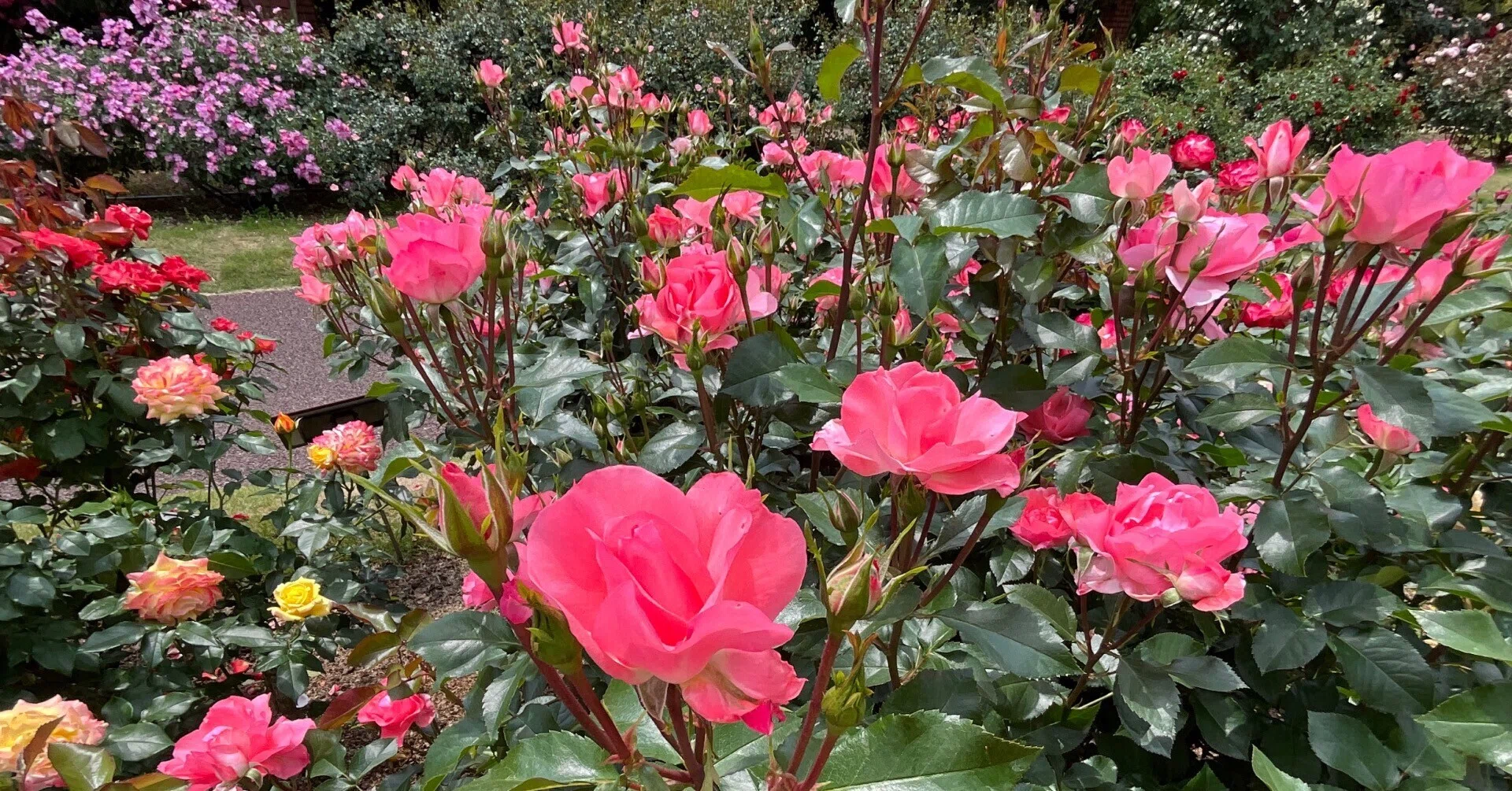 ジャルダン・ドゥ・フランス（京都府立植物園）：2026年5月21日（木 