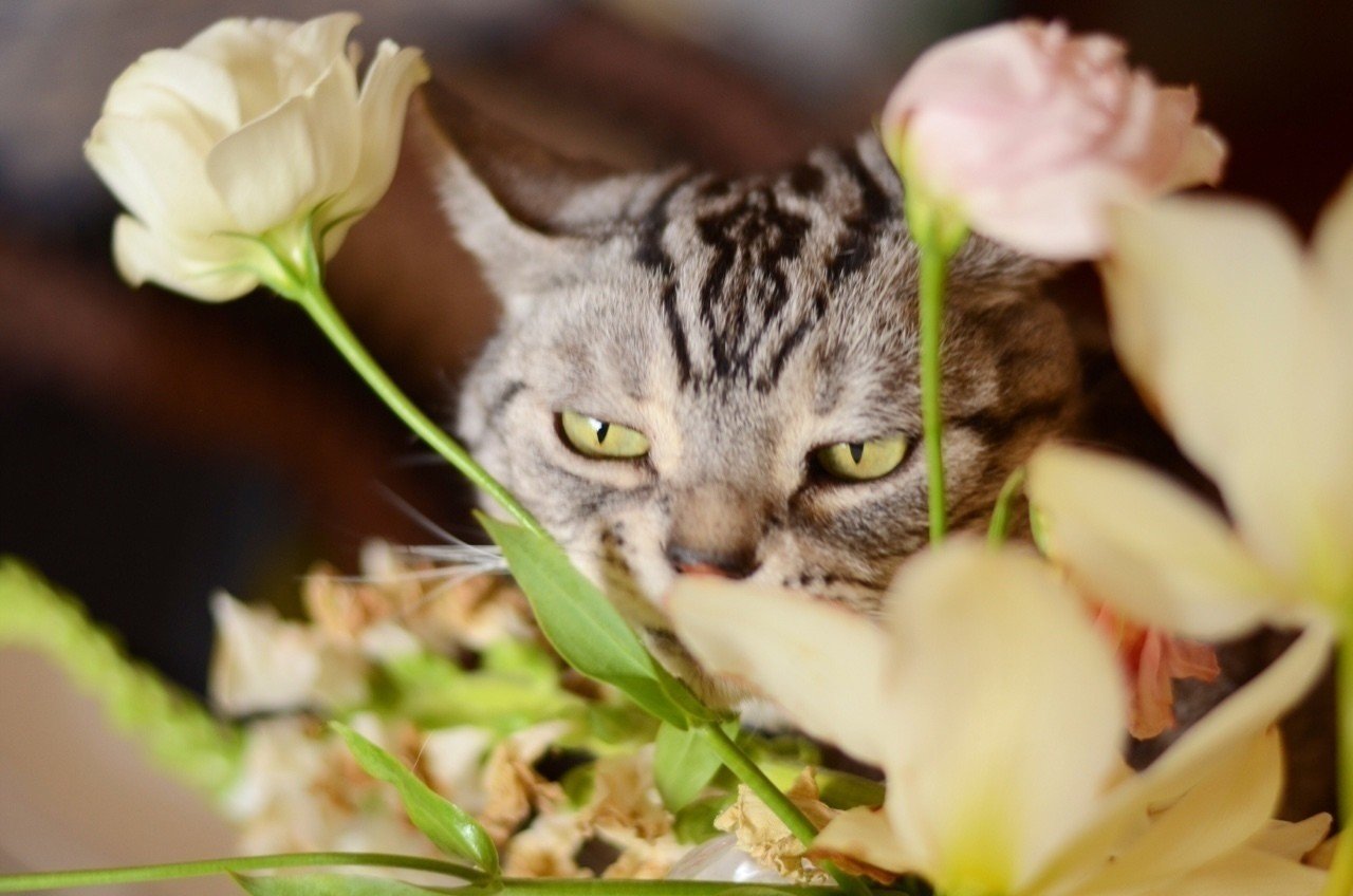 猫と花 Sae Note