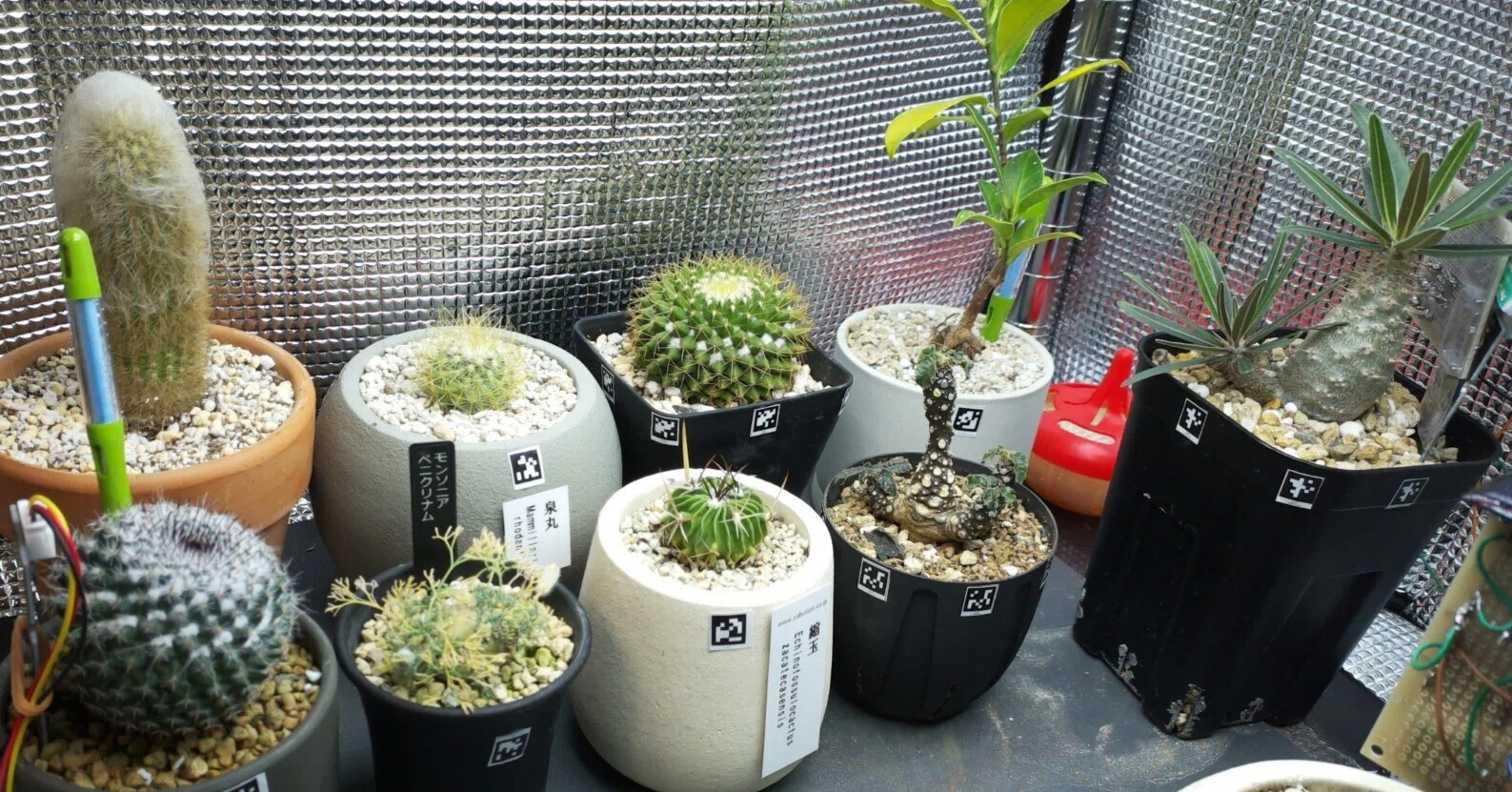 plantoys balancing cactus Plantoys Balancing Cactus  the other lof+
