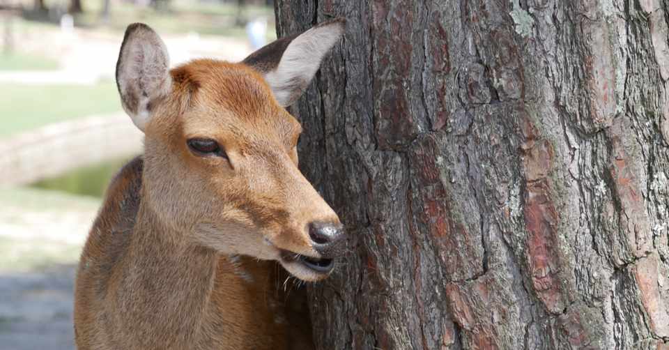 奈良県の鹿はコロナのおかげで健康になった 将太郎のふと思ったこと Note