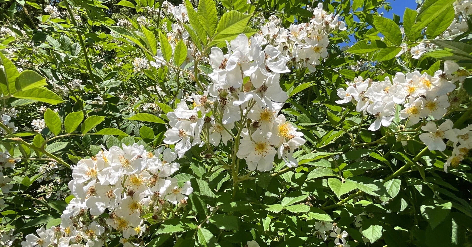 ノイバラ（京都府立植物園）：2026年5月20日（水）｜藤井秀昭（『京都
